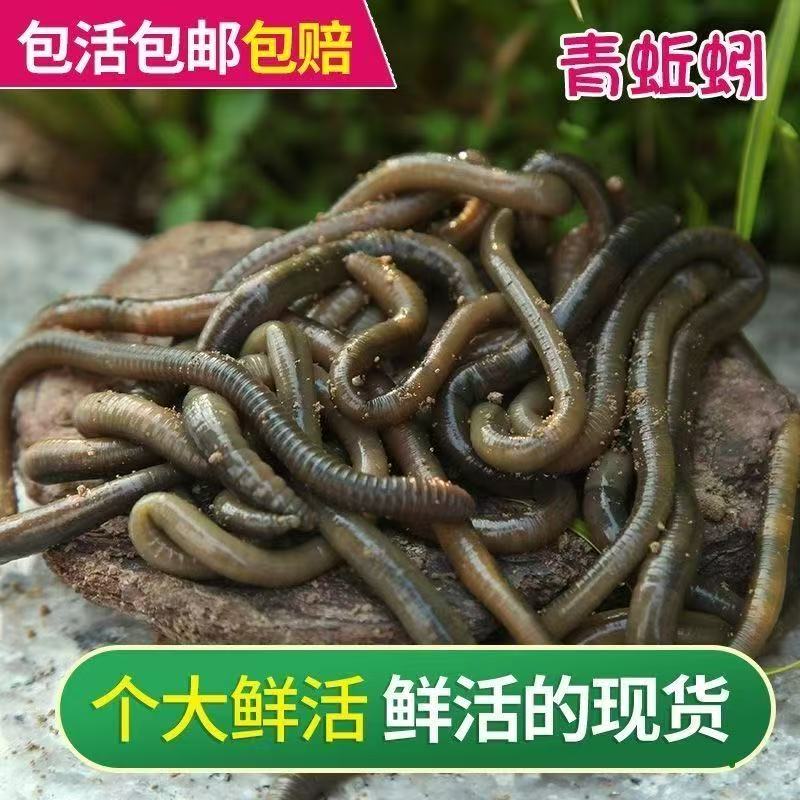 青蚯蚓活物钓鱼钓黄鳝诱饵黑蚯蚓鲜活垂钓钓鱼鱼饵臭蚯蚓特大鲜活