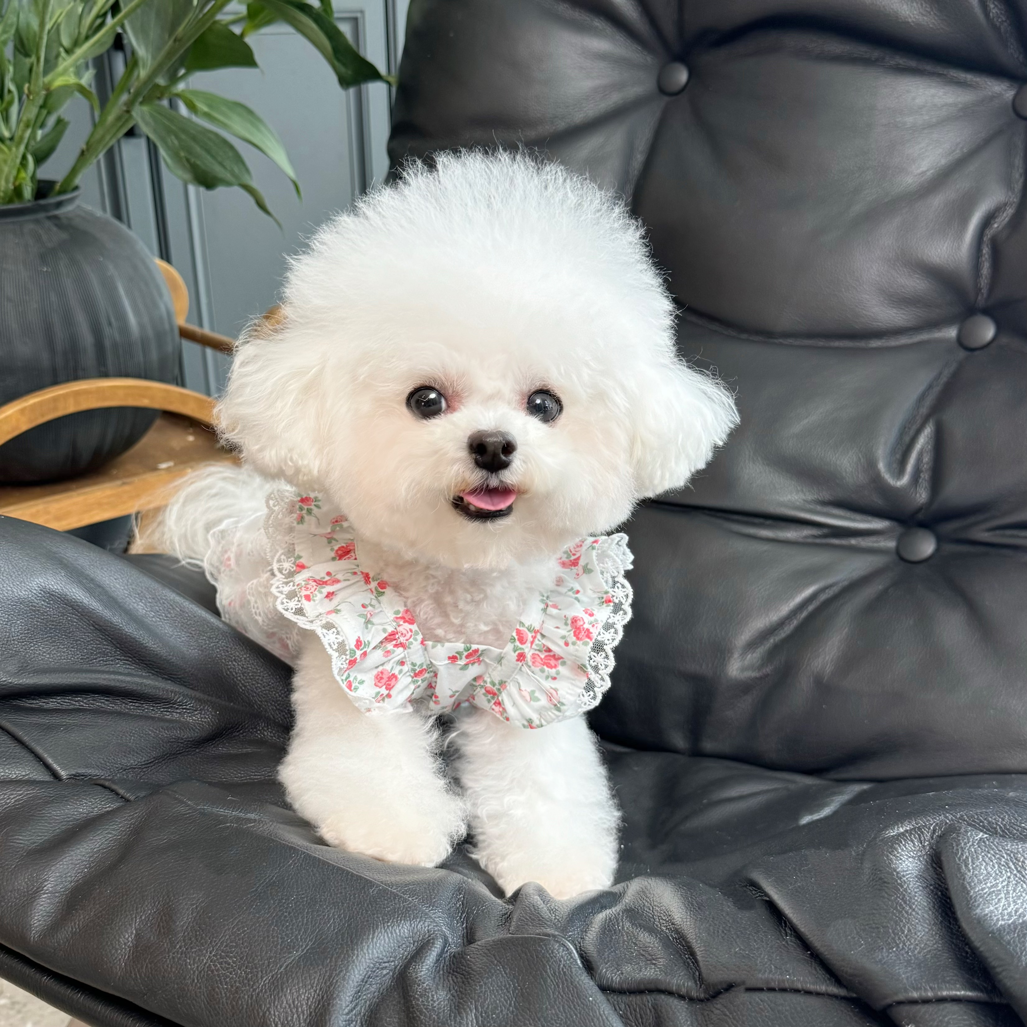 五只小白熊原创宠物衣服夏季新款飞袖碎花裙子狗狗猫咪薄款纱裙子