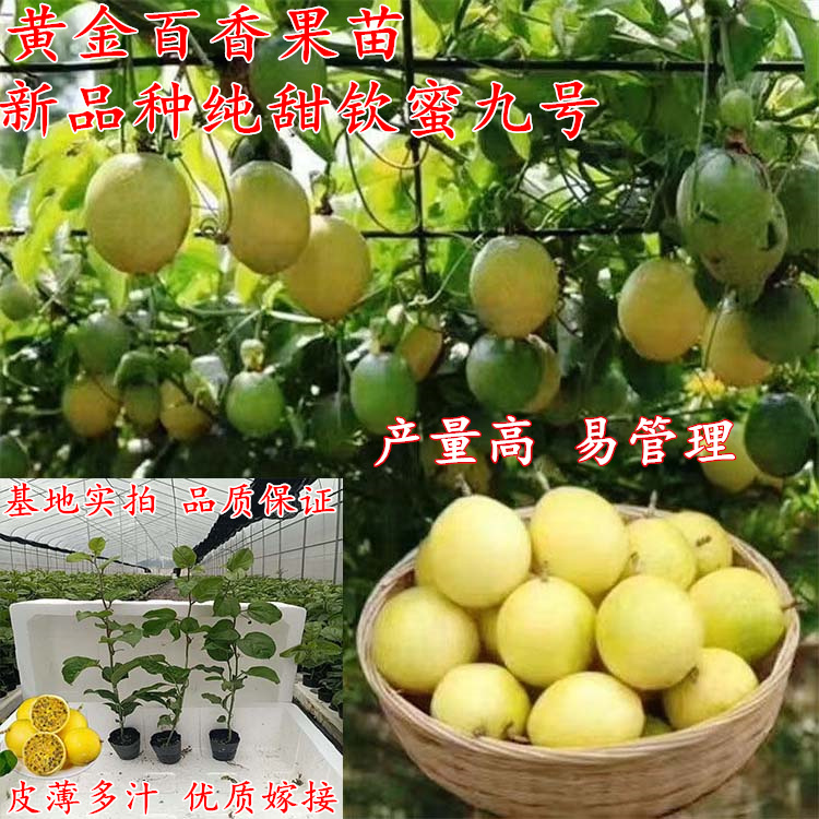 新品种钦蜜九号纯甜黄金百香果树苗四季爬藤当年结果盆栽地栽