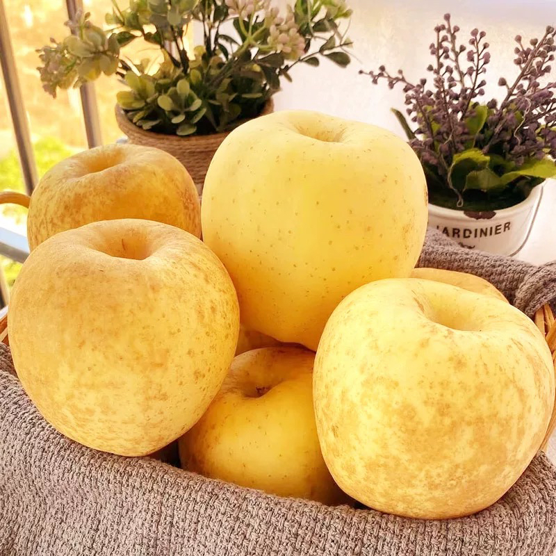 [黄金维纳斯]正宗山东维纳斯黄金苹果脆甜多汁雀斑新鲜应季水果