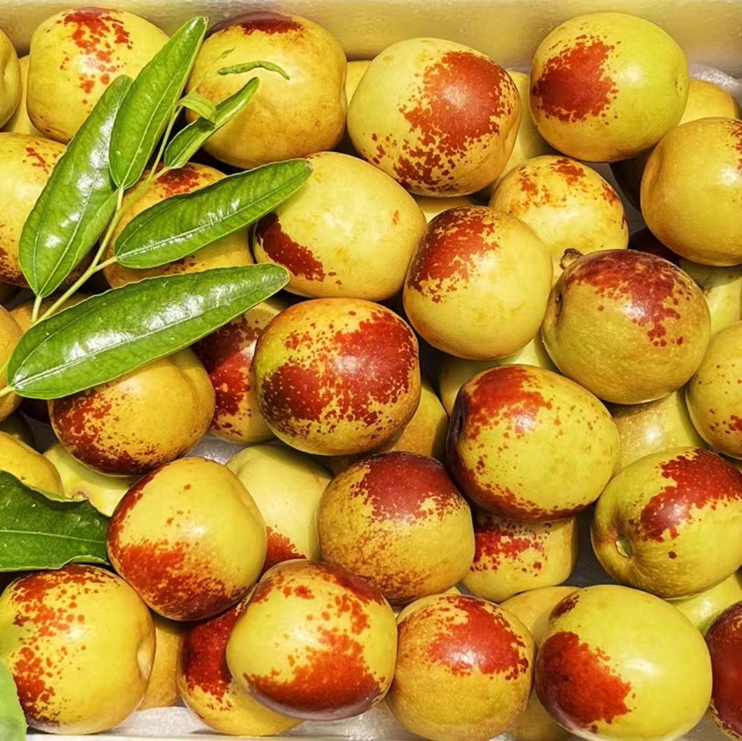 【达人专属】新鲜现摘青白皮冬枣脆甜多汁当季水果L