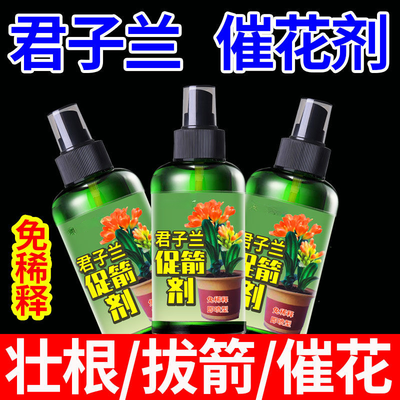 君子兰促箭剂专用营养液防黄叶夹箭促花治黄叶不对称壮根营养液