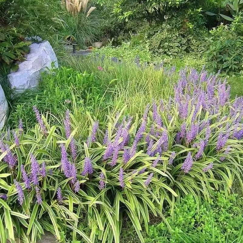 批发兰草金边麦冬草阔叶常绿绿色盆栽地栽花园净化空气阔叶麦冬