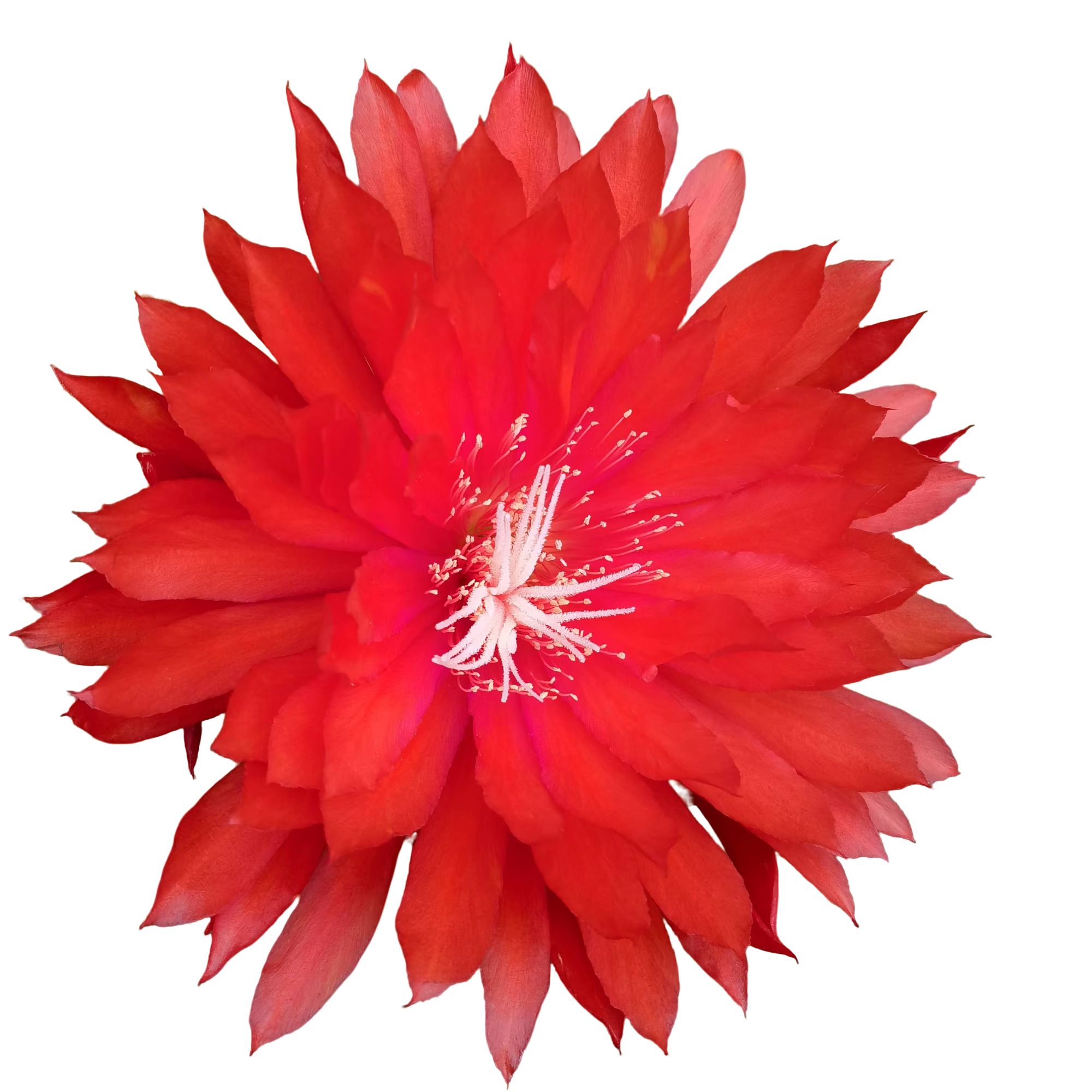 令箭荷花阳台庭院高档植物基地发货养护号一物一拍下单随机送一苗