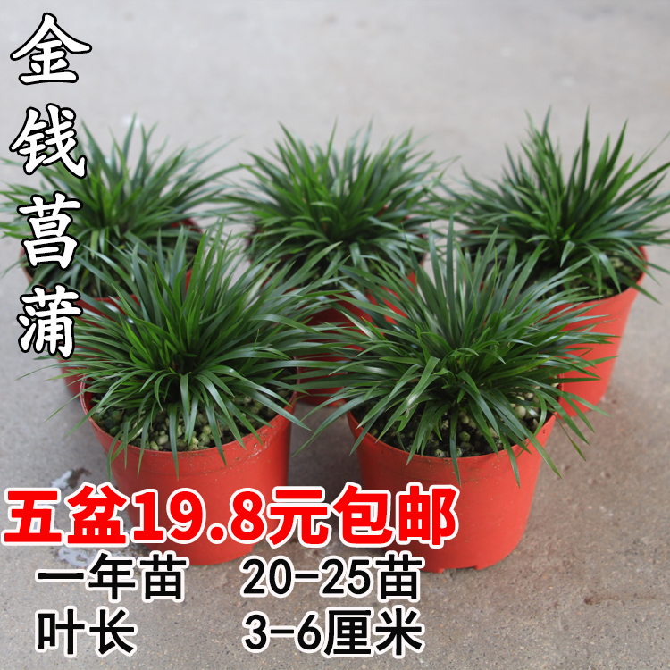 金钱菖蒲 黄金姬 贵船苔 有栖川虎须吸甲醛热带雨林水陆缸造景