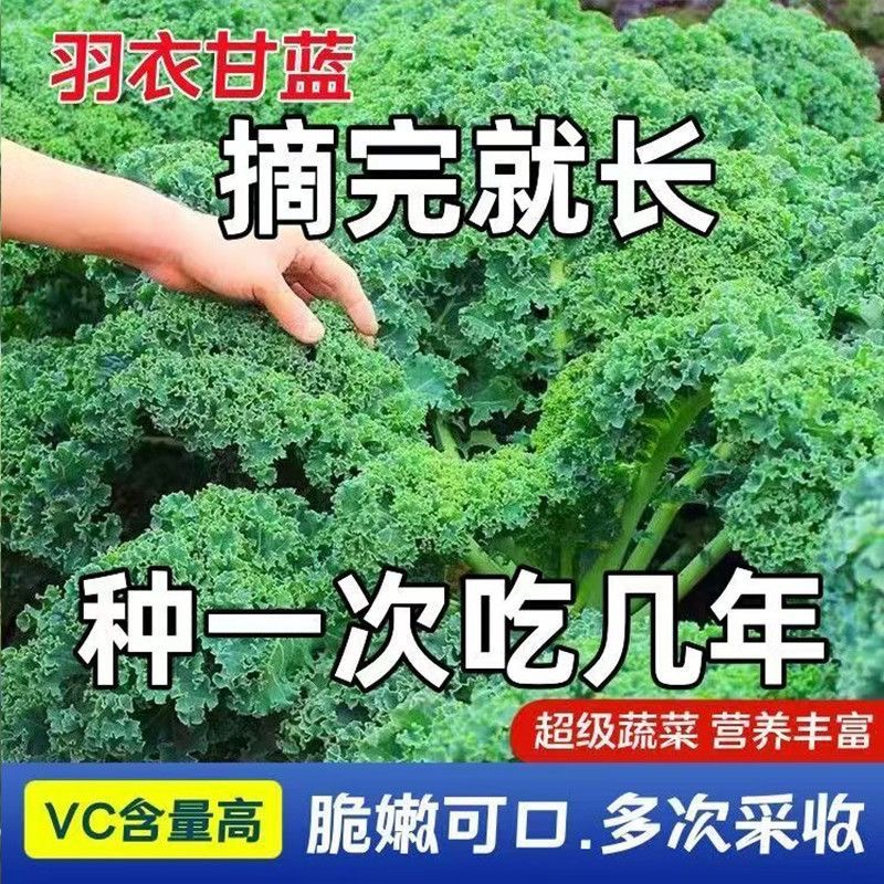 摘不败羽衣甘蓝苗秧四季盆栽绿紫粉羽衣甘蓝观赏食用阳台蔬菜种子