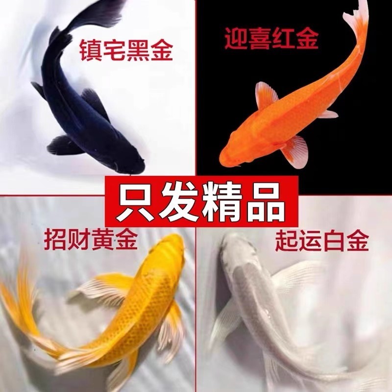 顺丰黑金锦鲤鱼活体包活到家（龙凤）白金黄金锦鲤冷水观赏鱼鹦鹉
