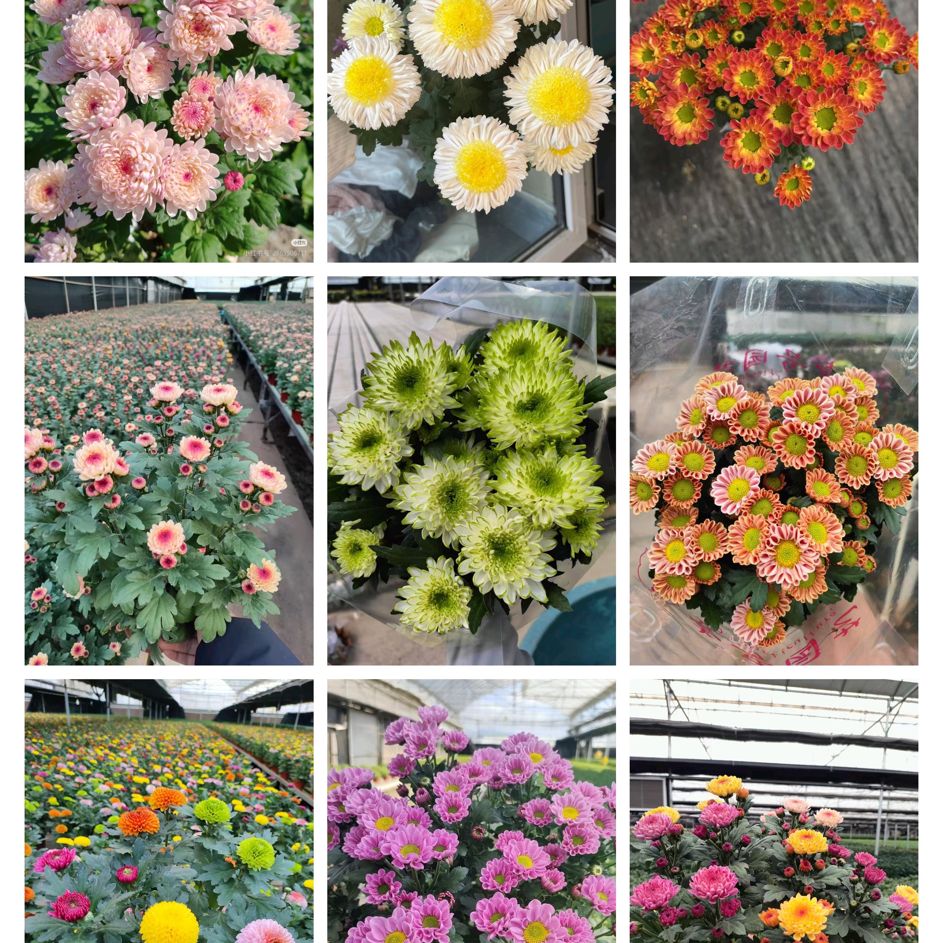 (组合拍这个)菊花基地直供庭院阳台室内盆栽植物多年生耐寒耐热