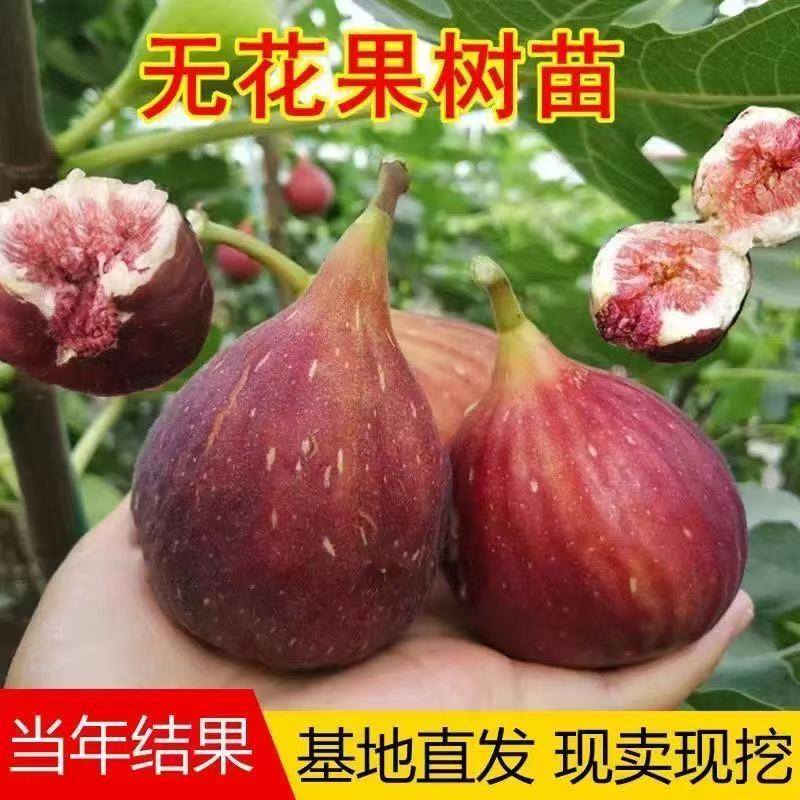 无花果树苗特大早熟新品种超甜耐寒盆栽地栽南方北方种植当年结果