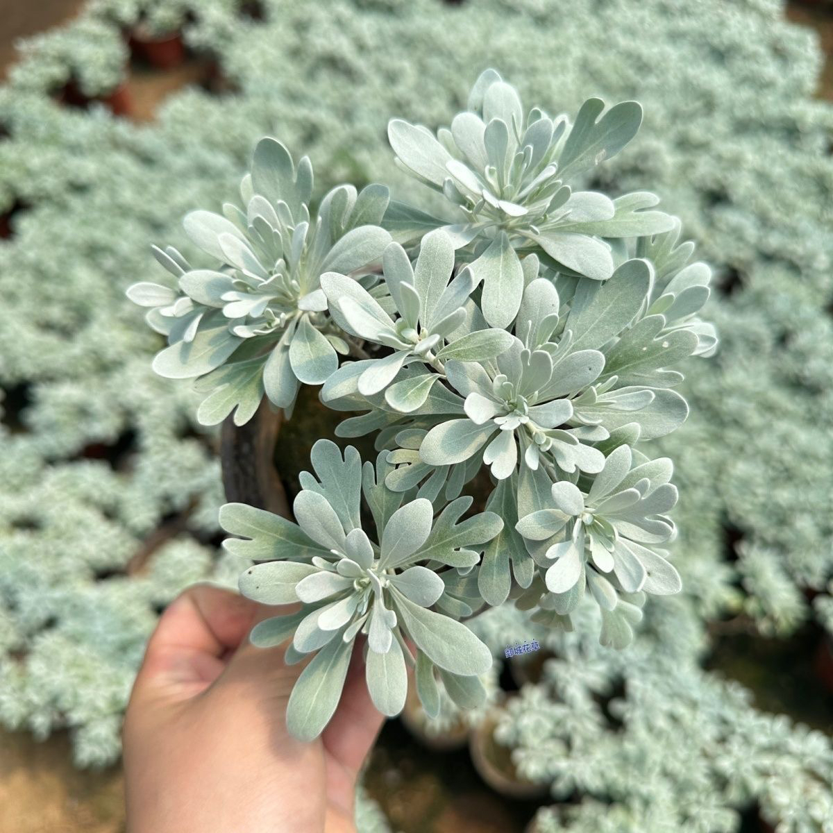 芙蓉菊雪艾盆栽花苗玉芙蓉盆景中草药银叶菊绿植花卉阳台庭院好养