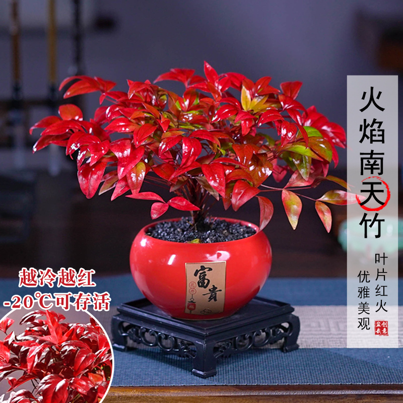 【越冷越红】火焰南天竹客厅绿植桌面盆栽好养易活禅意创意盆景