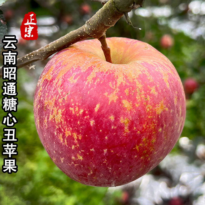 精品 正宗云南昭通冰糖心丑苹果新鲜水果脆甜现摘高原产地直发