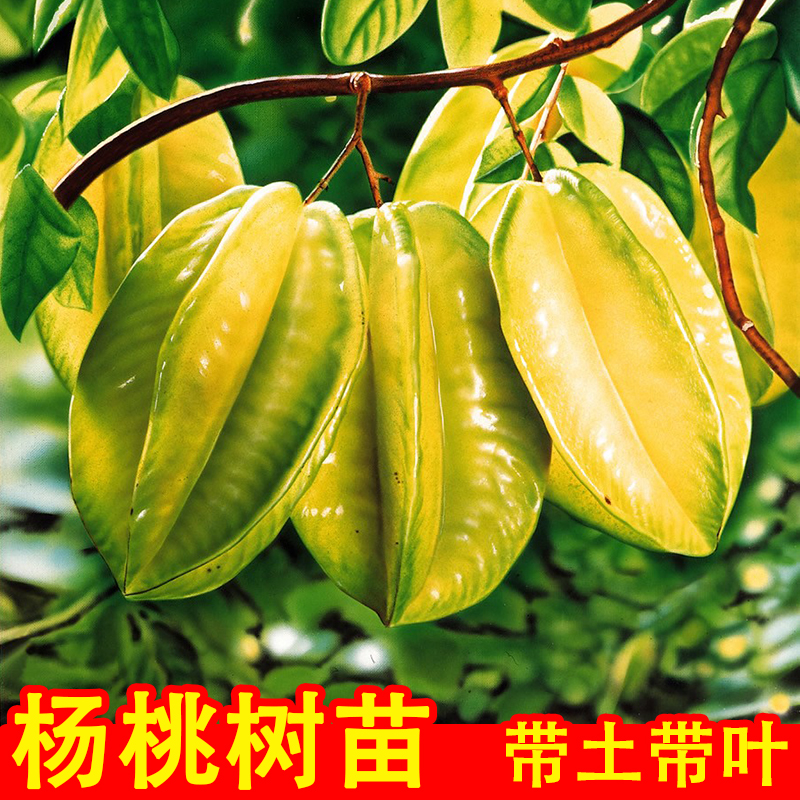 甜杨桃树苗四季结果带土带叶嫁接苗南方庭院种植盆栽果树苗杨桃苗