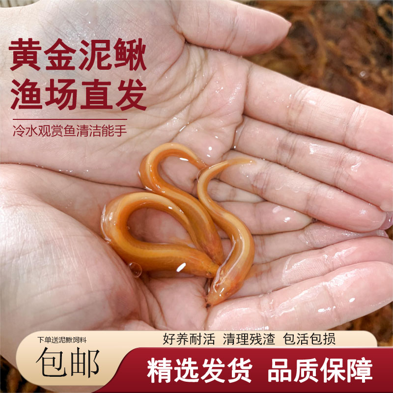 清洁鱼黄金泥鳅淡水观赏鱼新手宠物黄金鳅