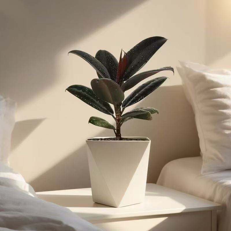 绿植盆栽【繁星黑金刚】盆栽室内四季植物净化空气好养花卉