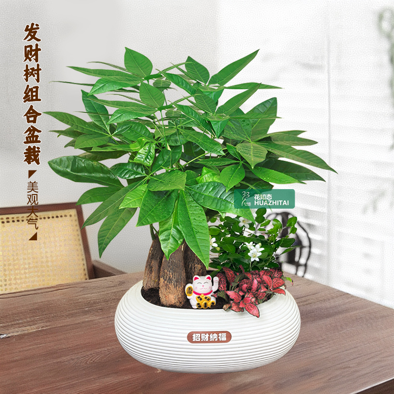 【发财树组合盆栽】绿植九里香办公桌面盆栽好养常青