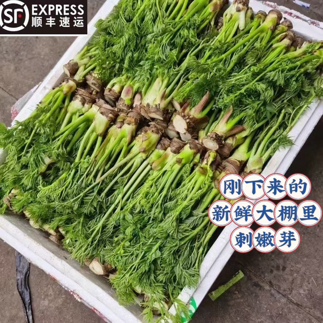 东北特产新鲜刺嫩芽大棚刺嫩芽带根刺龙牙刺老芽山野菜刺老包顺丰