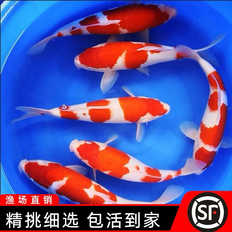 大正红白锦鲤活体观赏鱼淡水冷水鱼纯种锦鲤鱼苗三色昭和火鲤绯写