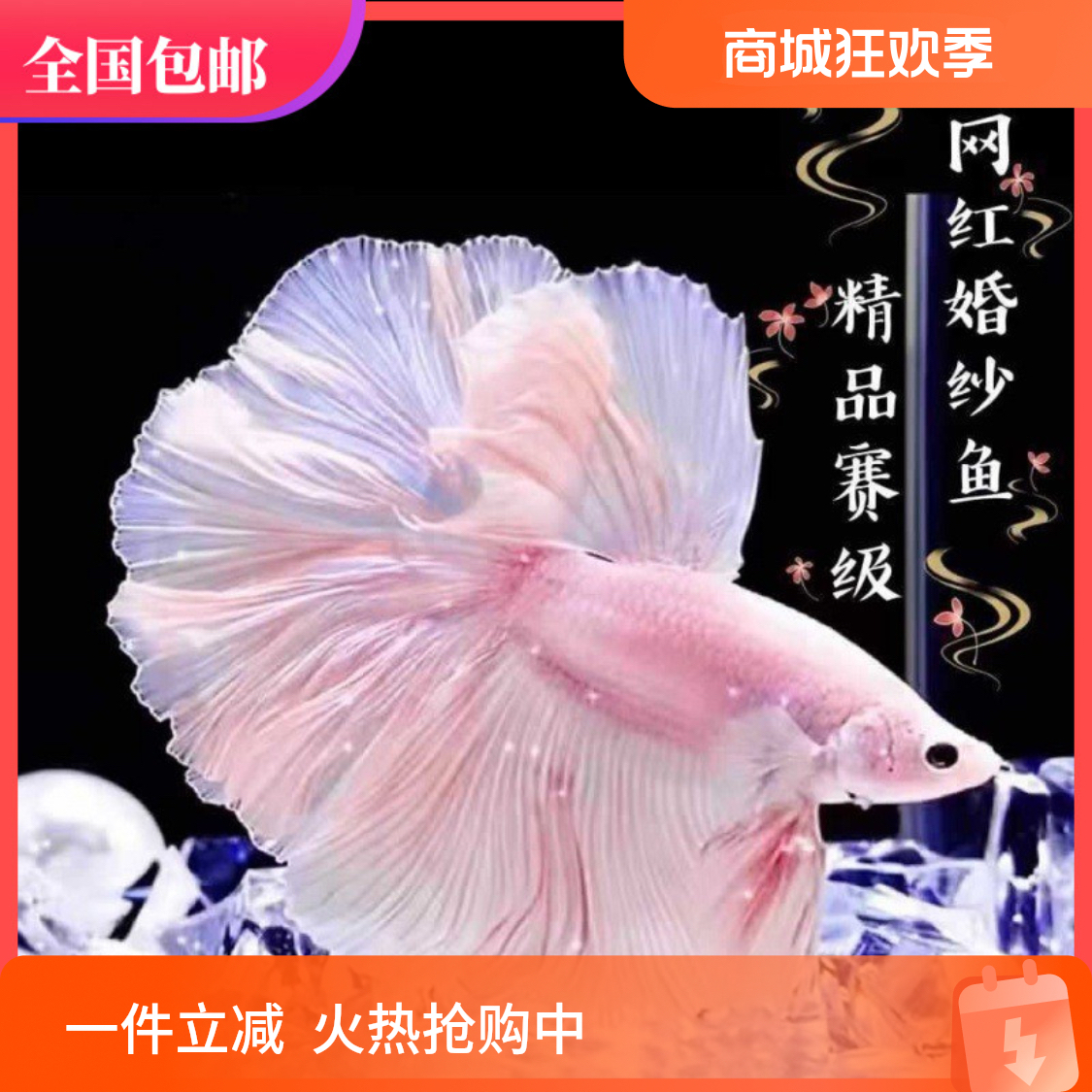 SSS级泰国斗鱼婚纱赛级仙女热带观赏鱼纯白桌面宠物半月热带鱼