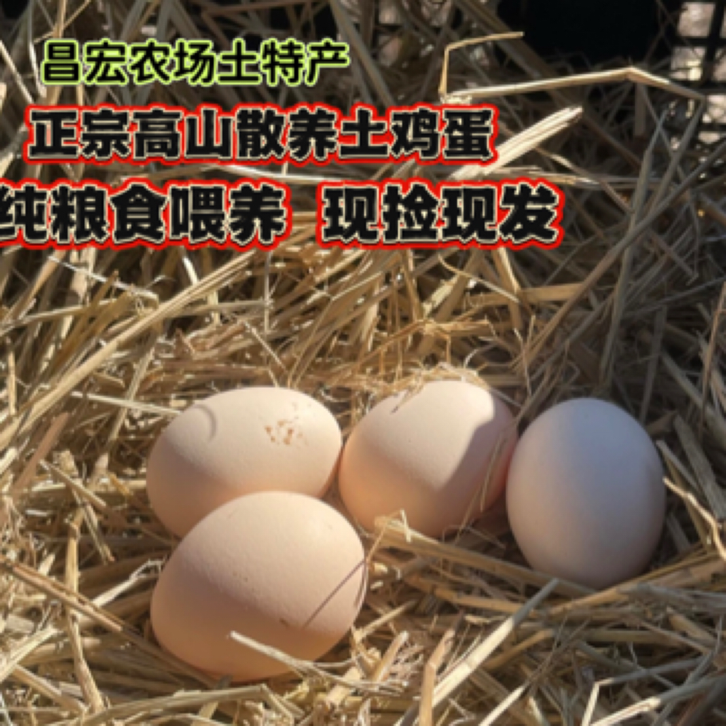高山散养土鸡蛋50枚现捡现发净重4.9斤以上 绿色生态，五谷喂养