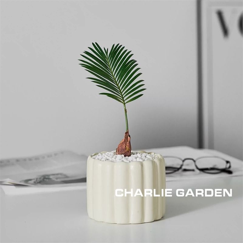 北欧风铁树宝宝盆栽适合办公室茶几书桌客厅室内绿植