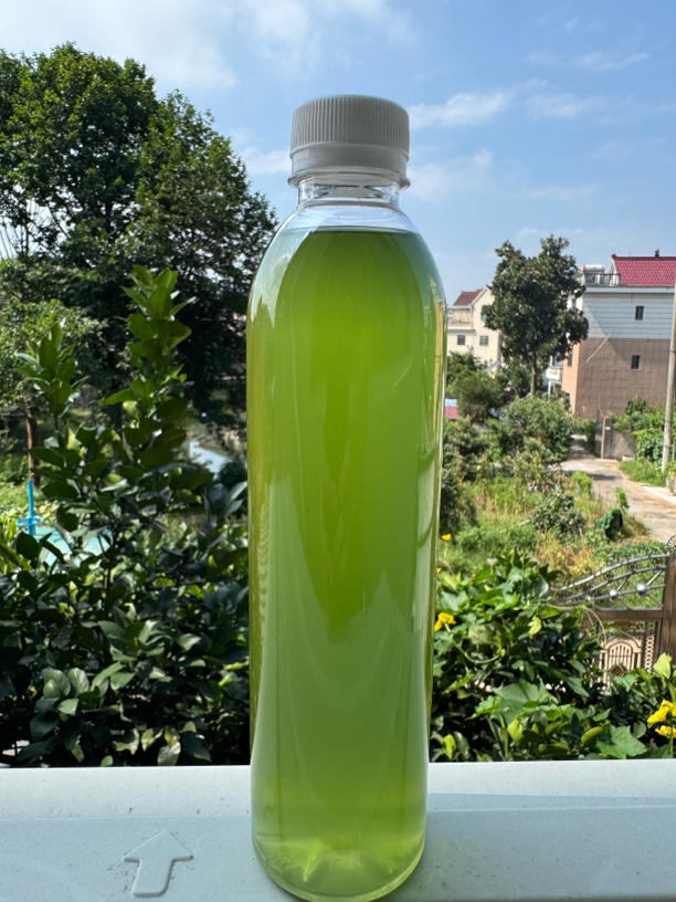 黑尾虎头蜂野外诱蜂水蜜蜂黄脚诱蜂水黑尾诱蜂水金环诱蜂水养蜂