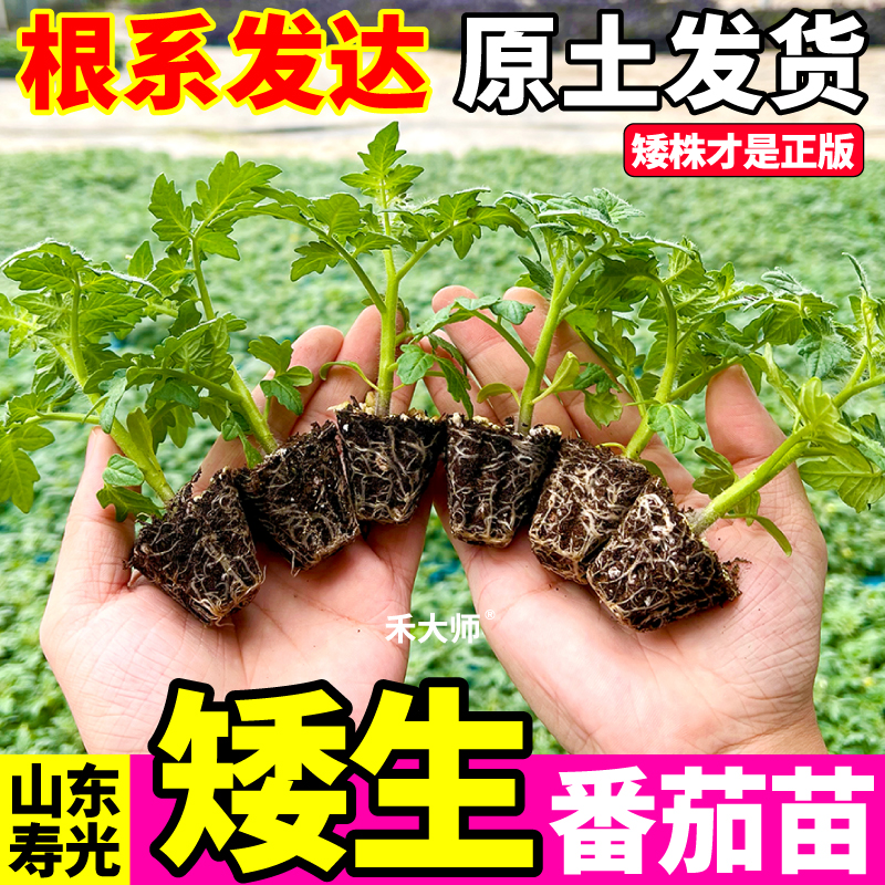 寿光四季盆栽红黄黑矮生番茄苗正宗小樱桃西红柿阳台盆栽观赏食用