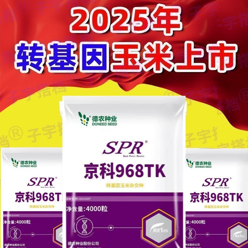 国审高产转基因玉米种京科968批发矮杆大棒抗倒抗病抗旱涝玉米种