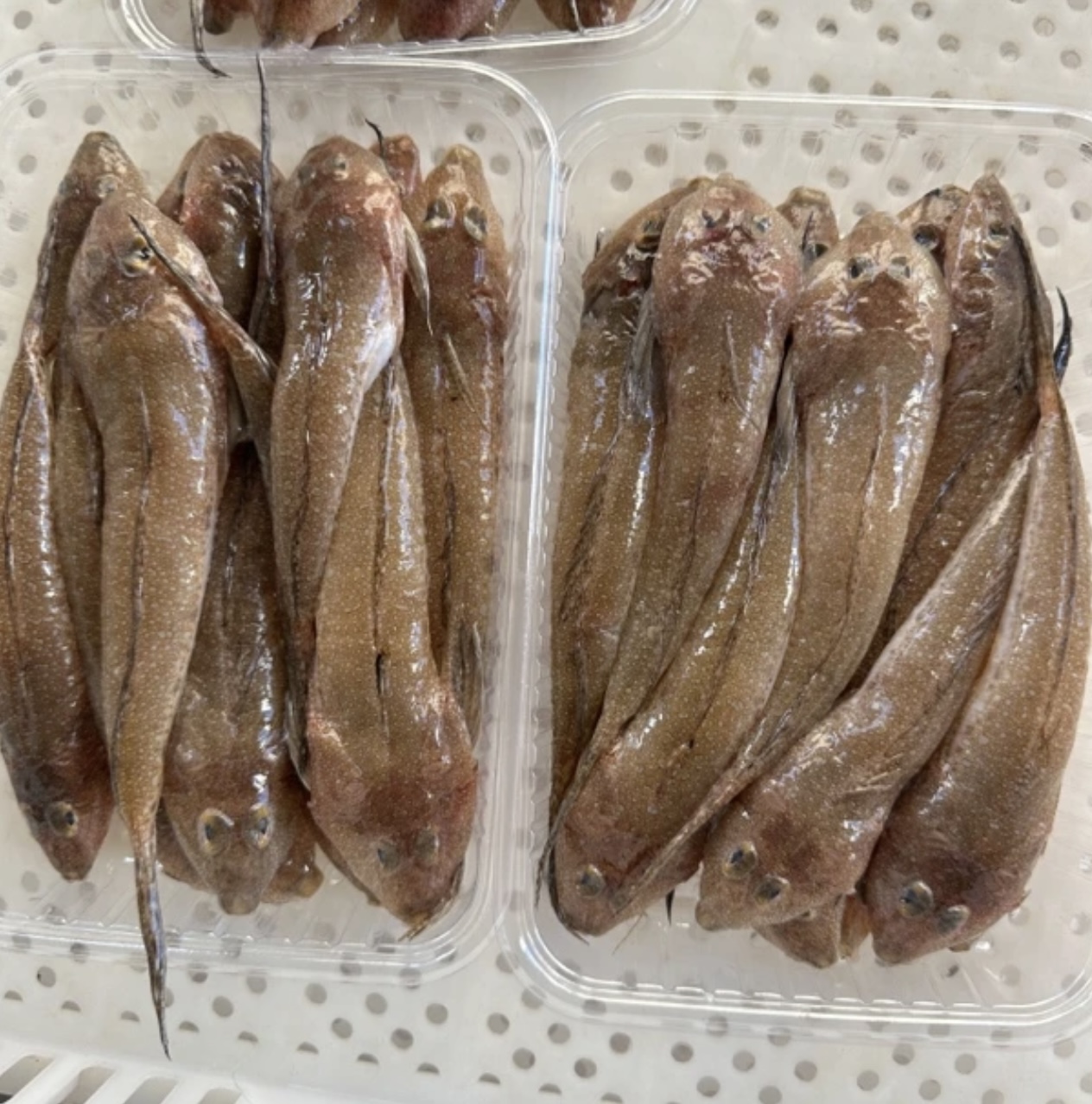 【箭头鱼/鸡腿鱼】广东惠来神泉港箭头鱼 鸡腿鱼