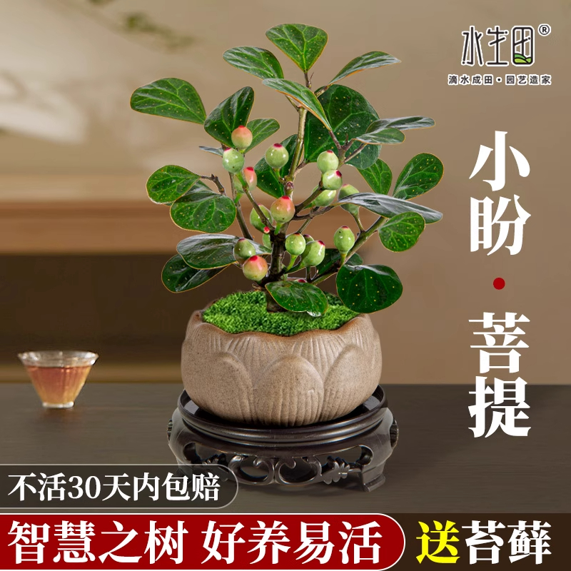 小盼菩提树禅意盆栽室内客厅书桌绿植盆景树土培植物花卉带果茶台