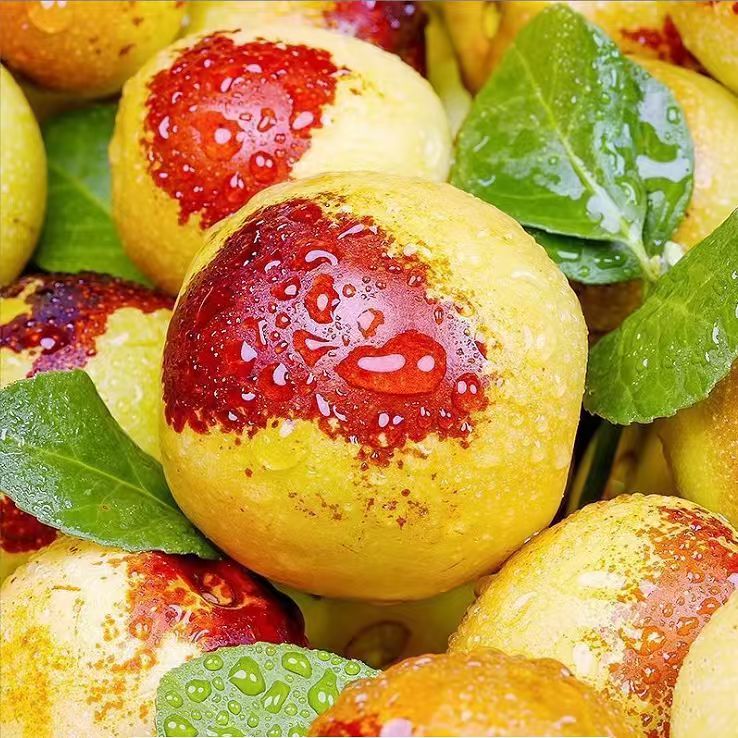 新鲜现摘山东沾化冬枣 新鲜大枣当季水果果园产地直供包邮