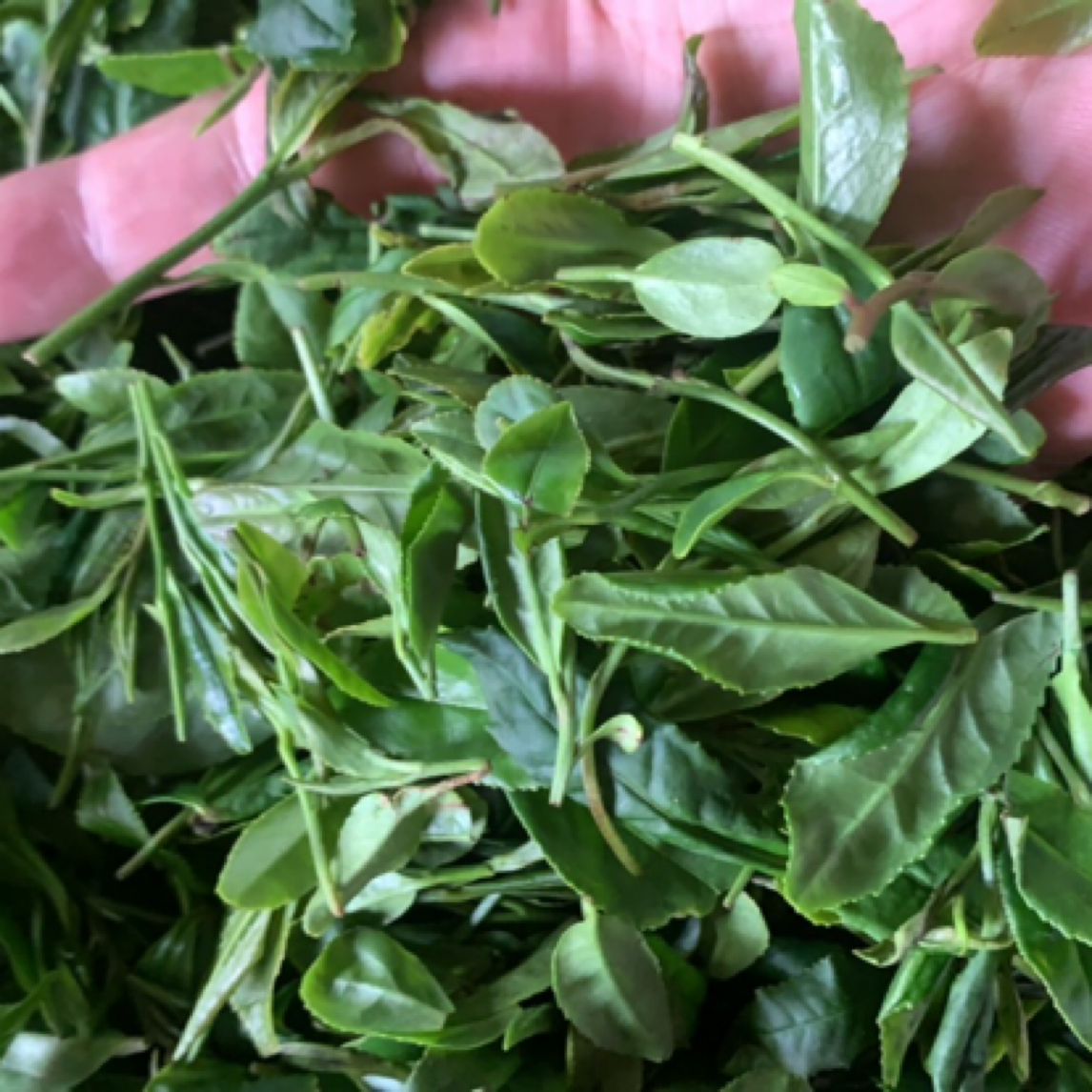 【秋茶白露茶】2025日照绿茶新茶浓香栗香沙口耐冲泡