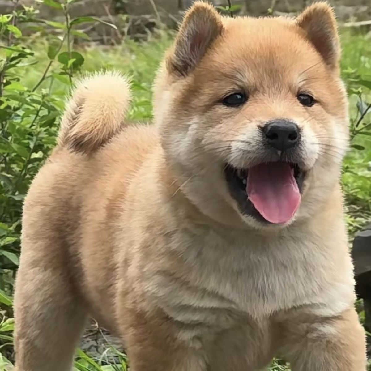 中华田园犬幼犬纯种活体多种毛色可选适合看家护院