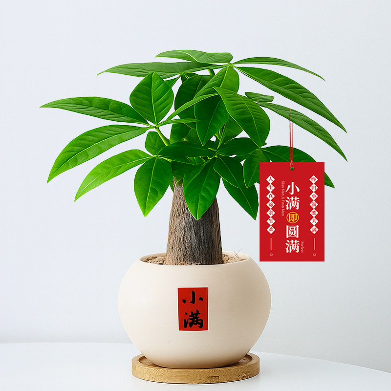 发财树盆栽室内招财植物摆件中式禅意客厅办公室桌面盆景四季好养