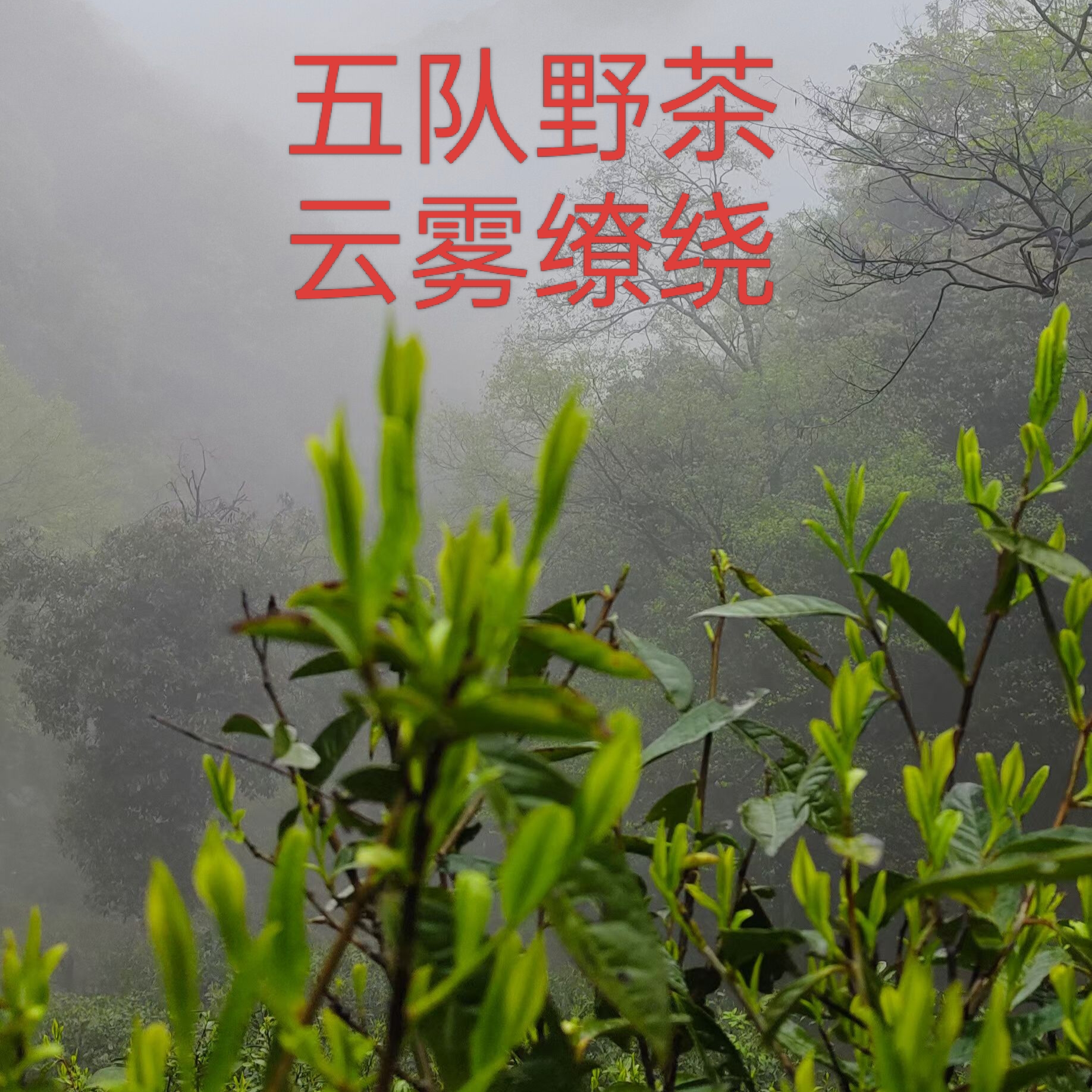 霄坑五队口粮茶，大叶马兰枝茶叶，香气浓郁，滋味醇厚，回甘持久