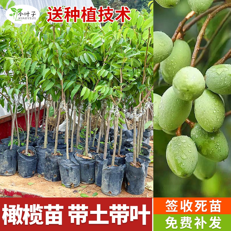 广西苗圃橄榄树苗树苗庭院种植苗常绿盆栽带土叶发货