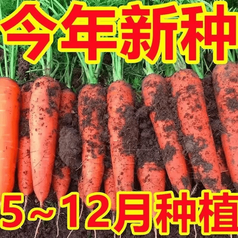 四季种植九寸红胡萝卜种子红心水果萝卜大全四季秋冬蔬菜蔬菜种子