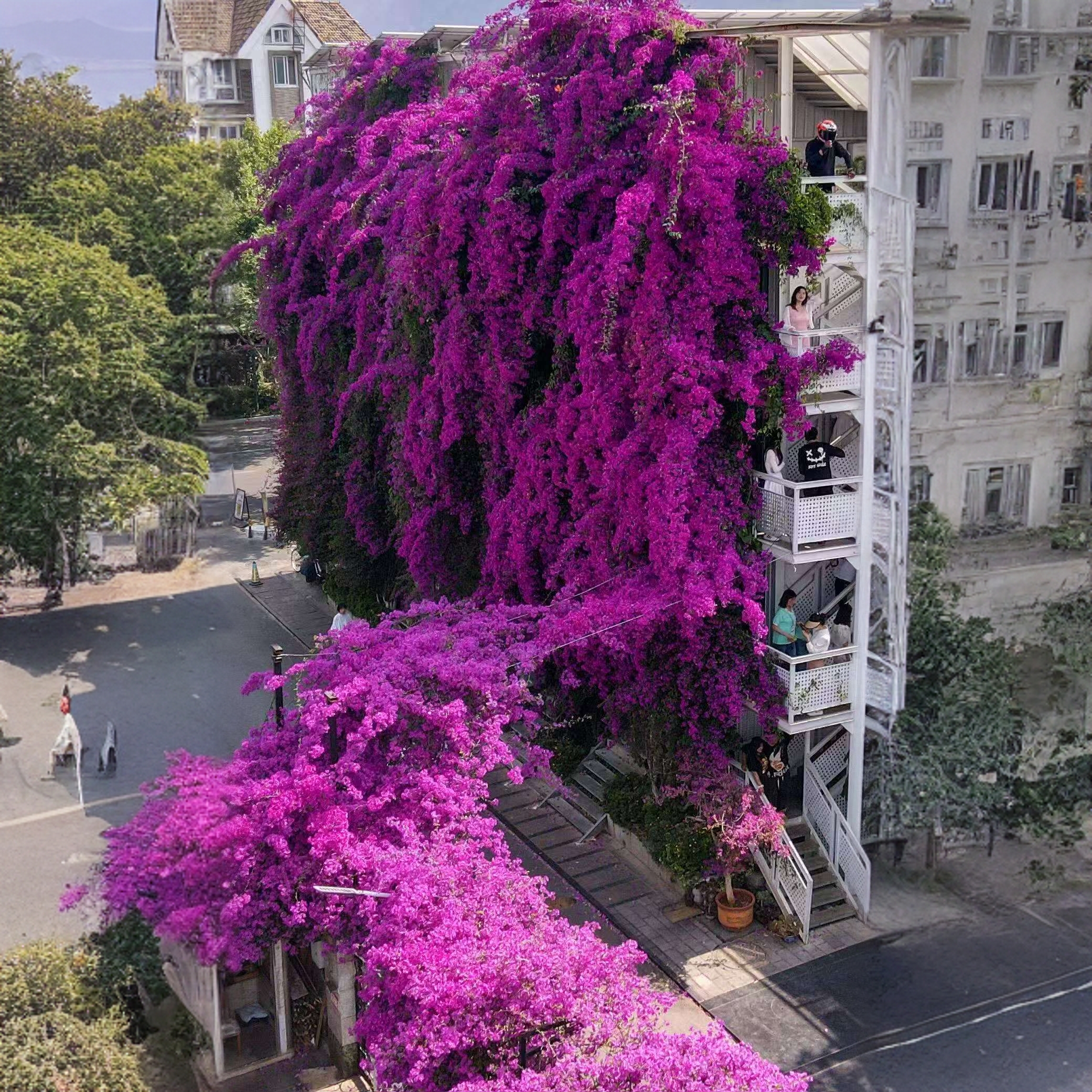 爬藤三角梅高1.5米安格斯云南紫同安红原盆原土顺丰包邮