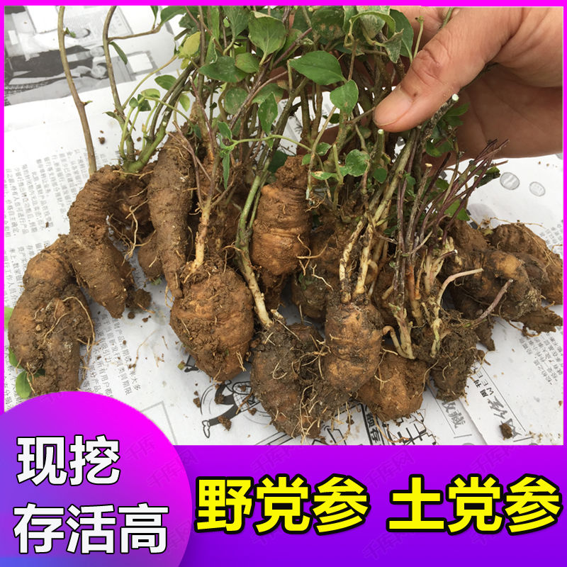 野生党参苗 奶参苗 现挖野党参树苗四叶参土党参苗食用中药材