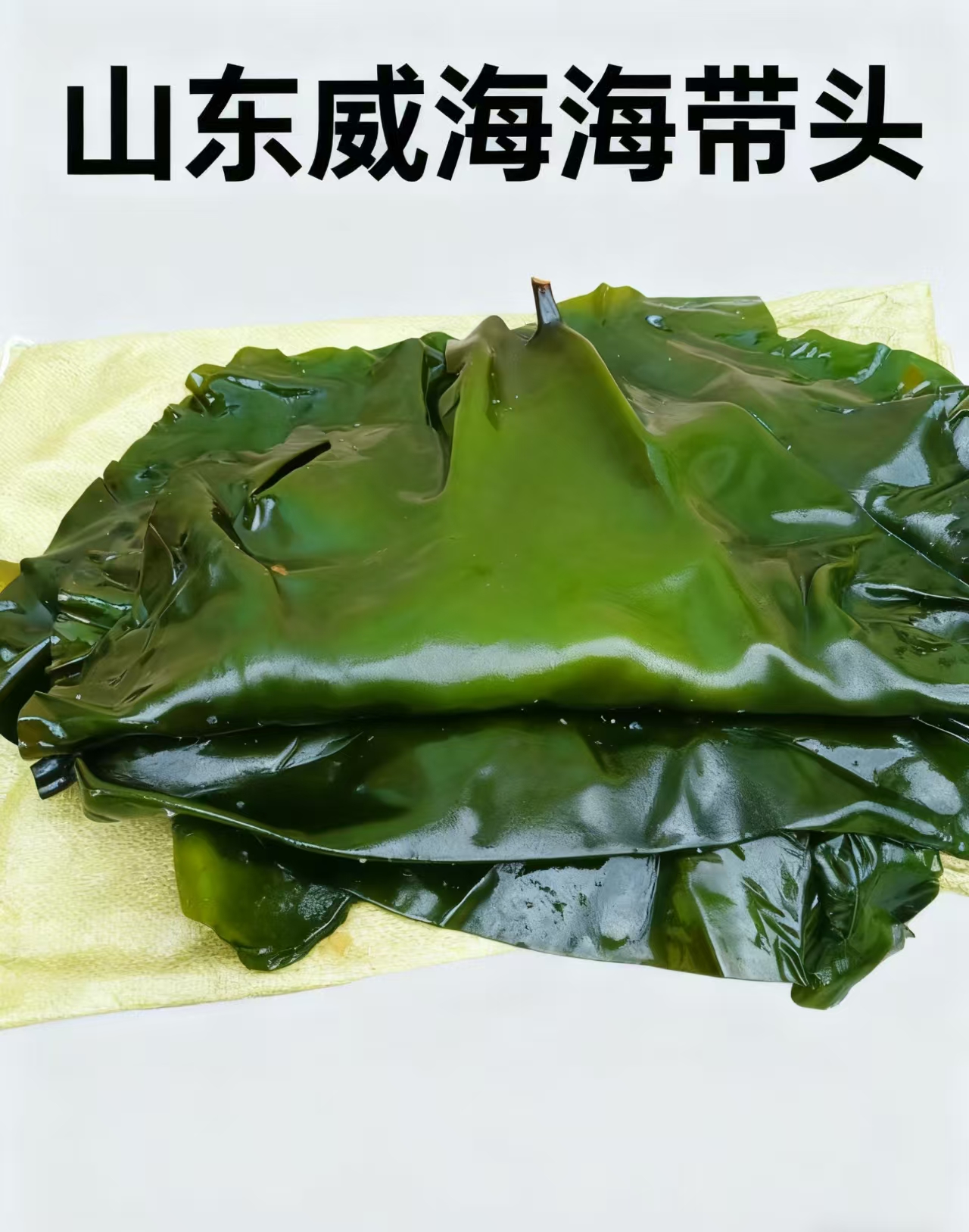 中期新鲜盐渍海带头无盐无泥沙适合凉拌煲汤