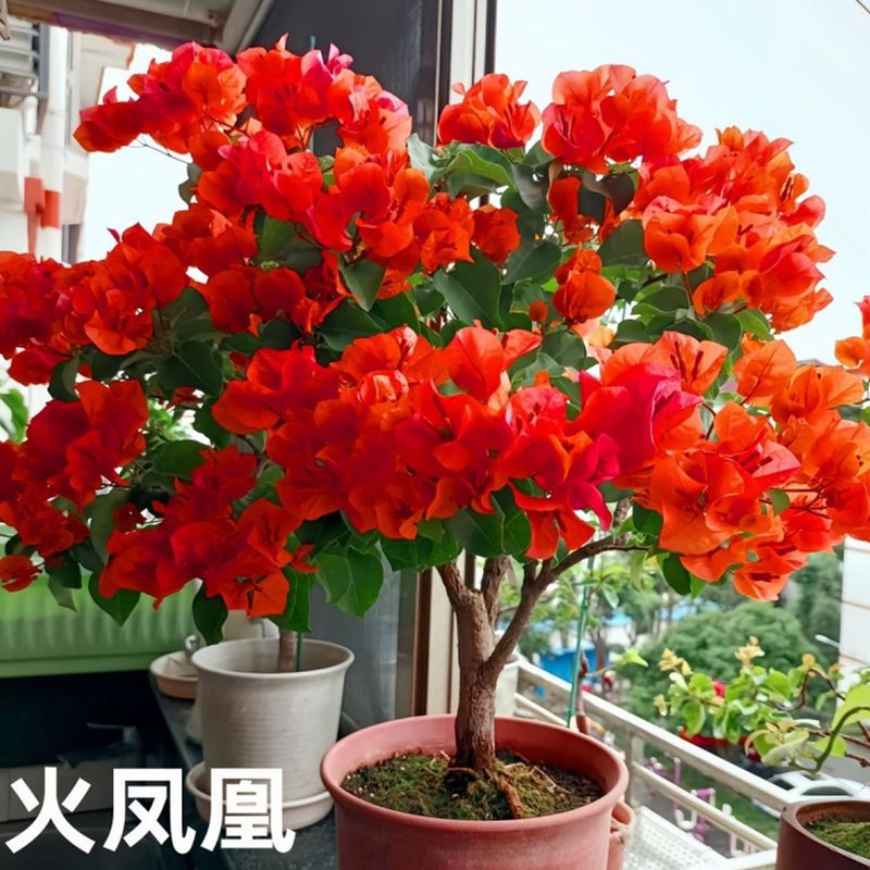 浓香型重瓣三角梅盆栽四季开花耐寒耐热好养易活室内外种植