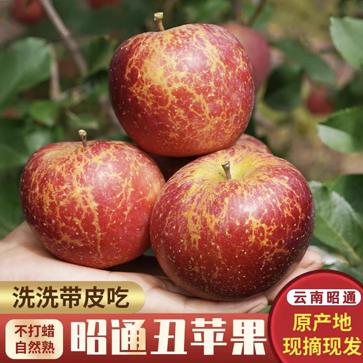 云南昭通新鲜应季丑苹果脆甜多汁新鲜采摘5斤起包邮