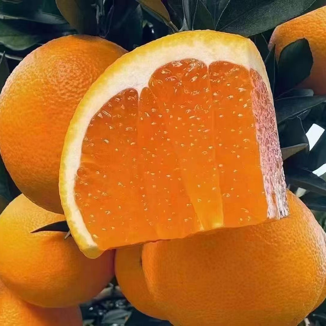 湖北秭归九月红果冻鲜橙