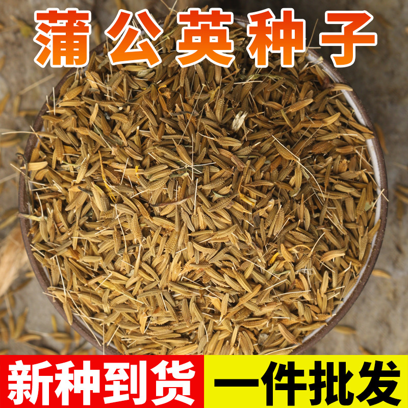 蒲公英种子中药材蒲公英种籽可食用泡水喝新鲜蔬菜夏枯草决明子