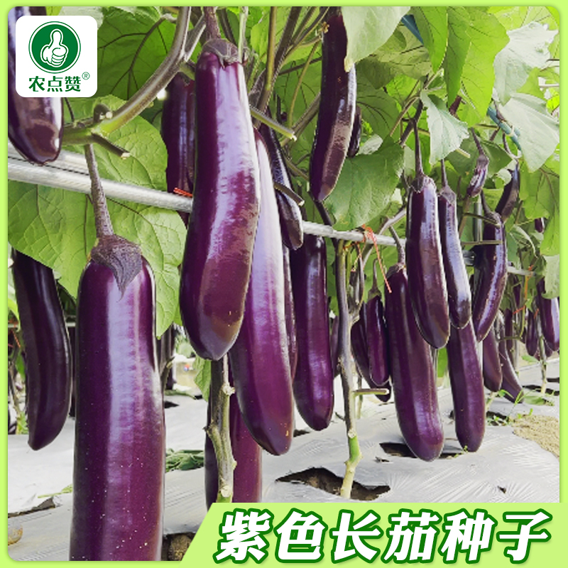 紫红长茄种子耐热耐湿抗病杂交茄子种深紫红色茄子