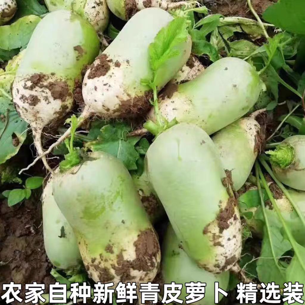 河南露天沙地新鲜现挖青萝卜可生吃的时令蔬菜脆甜微辣