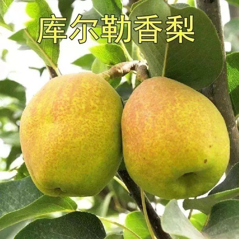 果树苗香梨苗新疆库尔勒香梨树苗嫁接苗北方种植南方种植【9月30