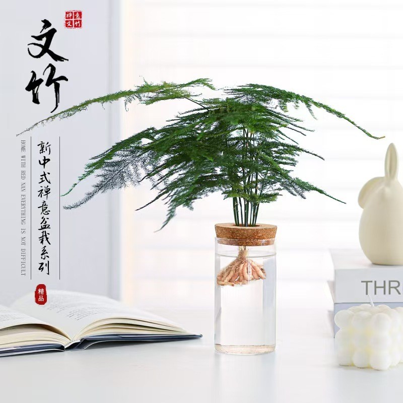 文竹水培植物绿植办公室内桌面水养绿萝花卉客厅盆栽四季水生好养