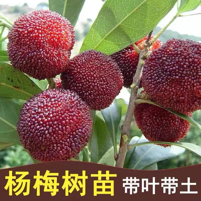 正宗浙江仙居特大东魁杨梅树树苗嫁接苗大果苗果树苗南方种植盆栽