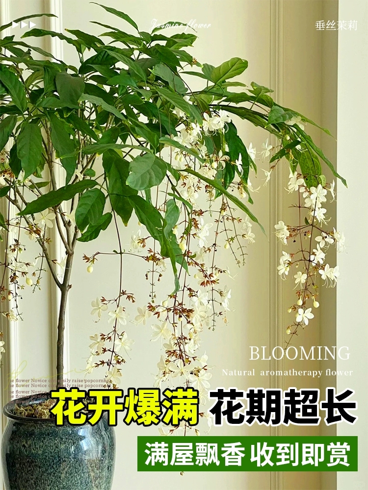 垂丝茉莉盆栽室内阳台绿植四季净化开花稀有客厅垂吊花卉植物